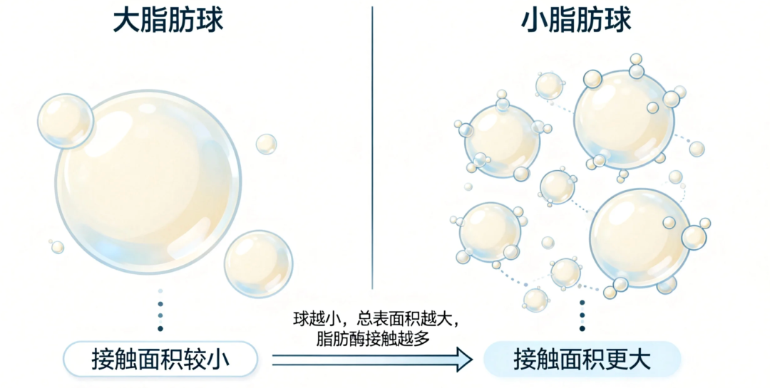 羊奶脂肪球小有什么好处
