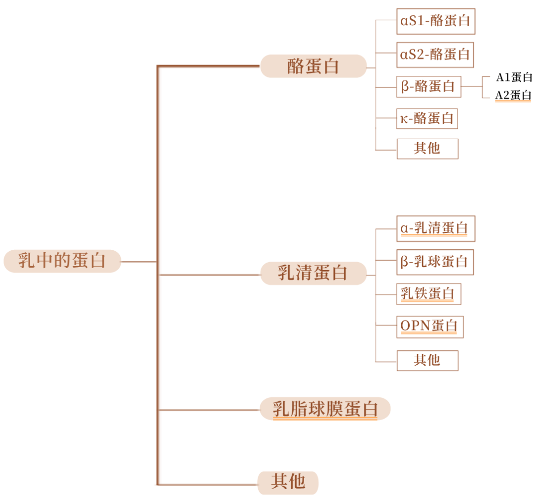 乳中蛋白质分类